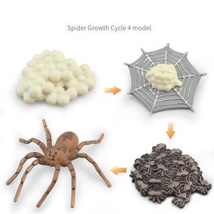 ของเล่นรูปวงจรชีวิตแมลงเพื่อการศึกษา ชุดการเรียนรู้วิทยาศาสตร์พลาสติกแข็งไร้กลิ่น - Product Image 2