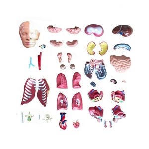 Modèle de torse humain bisexuel de 40 pièces pour la formation des étudiants en soins infirmiers et la démonstration en centre de formation médicale CE/ISO/ROHS/CNAS - Product Image 4