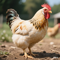 Qilimix-Poultry - Prémélange minéral chélaté pour volailles