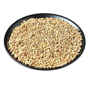 Graines de <span class=keywords><strong>coriandre</strong></span> - Product Image 3