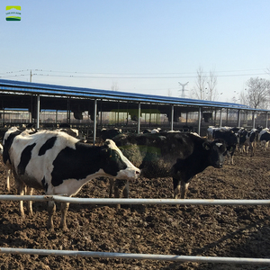 Système intelligent de refroidissement et d'alimentation pour élevages bovins – Abreuvoirs en acier inoxydable pour 500 vaches – Ferme laitière - Product Image 5