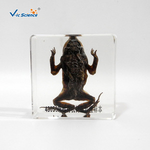 Spécimens de grenouilles et de crapauds, spécimens en résine organique transparente, aides pédagogiques scientifiques et éducatives, imitation ambre - Product Image 1