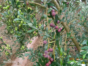 <span class=keywords><strong>Oleuropein</strong></span> 70% zeytin yaprağı özü kozmetik <span class=keywords><strong>oleuropein</strong></span> tozu - Product Image 3