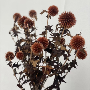 Fábrica de Yunnan, venta al por mayor, flores decorativas naturales, para el hogar <span class=keywords><strong>echinops</strong></span> preservados, boda, ramo floral de vacaciones - Product Image 5