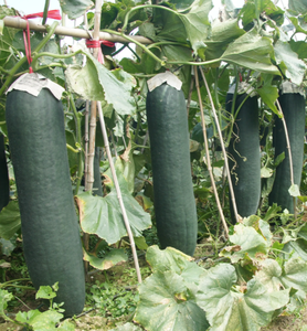 Nhà máy cung cấp chất lượng cao tinh khiết 5:1 tự nhiên, 10:1 <span class=keywords><strong>benincasa</strong></span> hispida chiết xuất hạt bột sáp bầu chiết xuất hạt trong kho số lượng lớn - Product Image 3