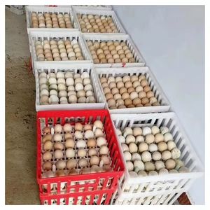 Nouvelle conception de bac à œufs en plastique empilable et pliable pour l'éclosion <span class=keywords><strong>des</strong></span> œufs de volaille pour les élevages - Product Image 6