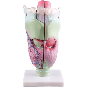 نموذج تشريحي لحنجرة الإنسان مكبر للمسالك التنفسية، نموذج تعليمي بيولوجي للأنف والأذن والحنجرة 32365 - Product Image 5