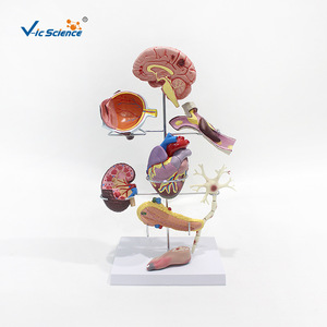 Modelos anatómicos humanos, modelos patológicos y modelos médicos de enfermedades - Product Image 1
