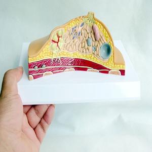 Modelo Anatómico de Seno Humano para Patología y Enfermedades, Material de PVC para Aprendizaje y Entrenamiento en Ciencias Médicas - Product Image 6