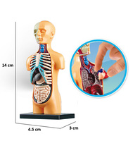Mini équipement d'éducation d'anatomie naturelle, enseignement des enfants pour l'école primaire