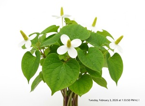 Extracto de Houttuynia Cordata TW PDRN 10 ppm, Polinucleótido Derivado de Plantas, Materia Prima Cosmética de Alta Pureza, Ingrediente Antienvejecimiento - Product Image 2