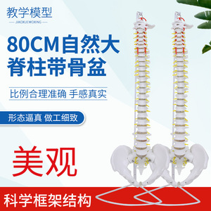 Modelo de Columna Vertebral Humana de 80 cm, Esqueleto de Ejercicio Médico para Adultos 1:1, Modelo de Columna Cervical y Lumbar - Product Image 2