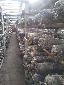 ผงผสมพอลิแซ็กคาไรด์ธรรมชาติ10:1นมเสือรีชิชิโอซาก้าลิออซันน์มาเน่100% - Product Image 6