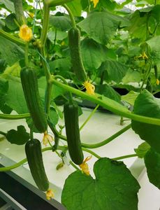 DWC büyüyen sistem Hydroponic Aeroponic strafor XPS 24 delik marul için yüzen plaka levha sal - Product Image 2