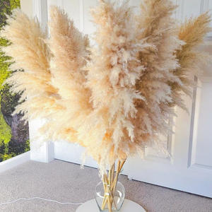 Vente en gros de petites pampas naturelles pour décoration de mariage, roseau à fleurs séchées, herbe de <span class=keywords><strong>pampa</strong></span> - Product Image 1