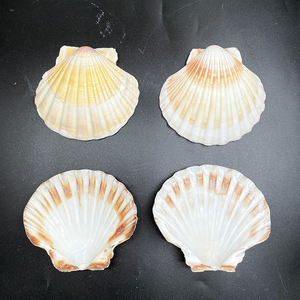 Coquilles de pétoncles colorées coquilles de mer naturelles coquilles de pétoncles crues pour la cuisson bricolage artisanat <span class=keywords><strong>plage</strong></span> décor de fête de mariage - Product Image 1