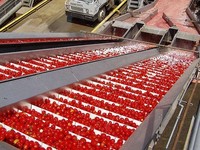 Automatische tomatenpuree productielijn 300kg/uur, machine voor de verwerking van tomatensaus