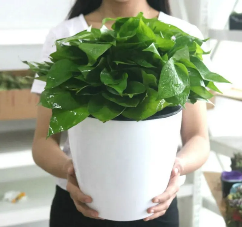 Vente en gros d'usine bon marché jardin forme ronde petit pot de fleur en plastique à arrosage automatique paresseux