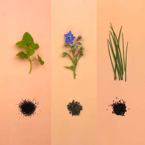 Kit de démarrage Coleus avec terreau dans les noix de coco Kit de démarrage de jardin d'herbes d'intérieur <span class=keywords><strong>basilic</strong></span> menthe coriande - Product Image 4