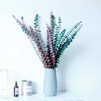 Daun Eucalyptus Silver Dollar Kering Grosir, Daun Eucalyptus Asli Alami Diawetkan untuk Dekorasi Rumah dan Pernikahan