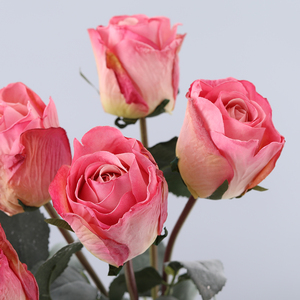 Usine Artificielle 7 Tête Rose Bouquet De Fleurs Roses Rouges Roses De Soie Artificielle En Vrac Pour <span class=keywords><strong>La</strong></span> Décoration De Mariage - Product Image 1