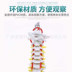 Modèle de colonne vertébrale humaine, 80 cm, échelle 1:1, modèle de colonne vertébrale naturelle de grande taille pour adultes, incluant la colonne cervicale, thoracique, le coccyx et le bassin. - Product Image 4