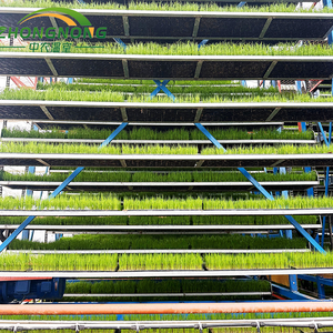 Sistema de Cultivo Vertical para Forraje, Césped, Arroz y Plántulas con Sistema de Riego en Invernaderos - Product Image 6