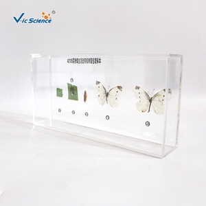 Especímen del ciclo de vida de la <span class=keywords><strong>mariposa</strong></span> en resina, estructura completa de la metamorfosis de la <span class=keywords><strong>mariposa</strong></span>, CE/ISO/ROHS/CNAS - Product Image 1