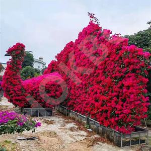 HOKBG Vente en gros extérieur ferme 45 50 60 200 gallons grand sac de jardinière noir tissé en PP sac de culture de jardin pour <span class=keywords><strong>espalier</strong></span>-bougainvilliers - Product Image 2