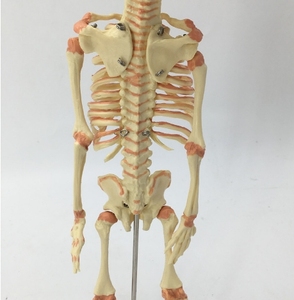 Scienza medica modello dello <span class=keywords><strong>scheletro</strong></span> fetale del bambino neonato del feto umano modello dello <span class=keywords><strong>scheletro</strong></span> del neonato per i medici - Product Image 6