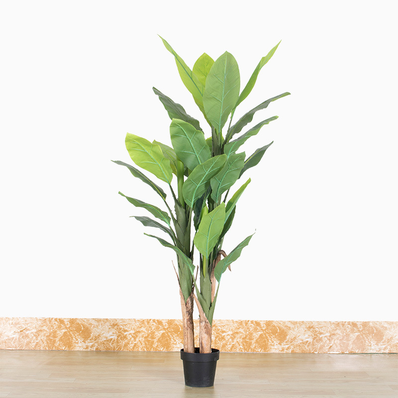 ต้นกล้วยใบใหญ่สูง 1.8 เมตร