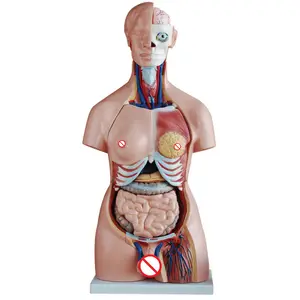 Medical Science Teaching Education 85CM Unisex Torso Anatomy Model With Internal Organs 40 Parts