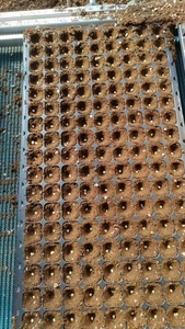 Nhà Kính Trồng Cây Giống rau trồng Thiết bị trồng hạt giống tự động gieo tại chỗ Máy gieo hạt - Product Image 3