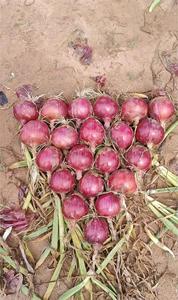 <span class=keywords><strong>Engrais</strong></span> liquide pour plantes, solution nutritive en sachet, poudre soluble dans l'eau, <span class=keywords><strong>engrais</strong></span> organique NPK, acide fulvique chélaté, éléments moyens et traces - Product Image 5