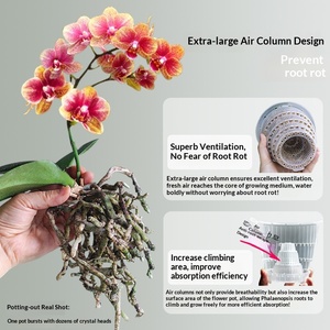 <span class=keywords><strong>Pot</strong></span> <span class=keywords><strong>de</strong></span> culture rigide transparent et respirant pour orchidées Phalaenopsis et mousse, style minimaliste Meishi, pour contrôle des racines, vente en gros transfrontalière - Product Image 3