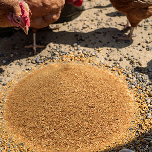 Meilleur prix pour les additifs alimentaires pour bovins en vrac exportation de flocons de maïs jaunes granulés de gluten avec 18% de protéines pour l'alimentation animale - Product Image 5