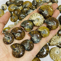 Petite ammonite fossile de haute qualité, provenant de Madagascar, couleur foncée, pour décoration intérieure ou pendentif de bijoux