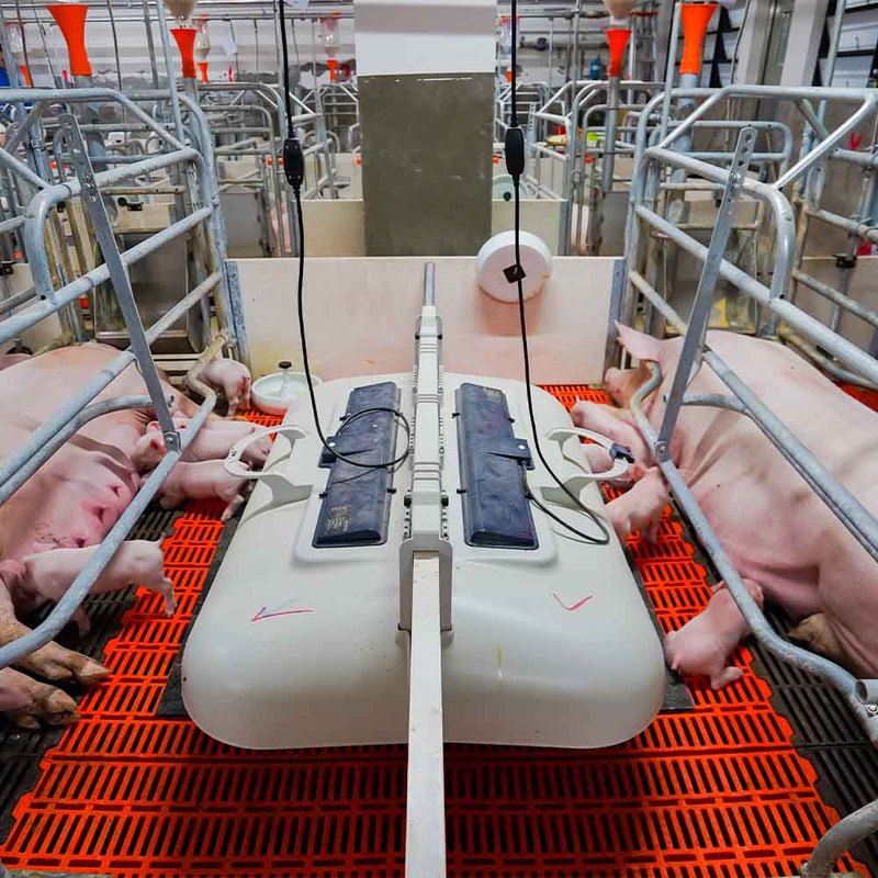 New Piglet Cage Pig Farm Farrowing