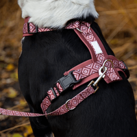 Harnais pour chien personnalisé OEM avec laisse et collier assortis, anti-traction, pour chiens de petite, moyenne et grande taille