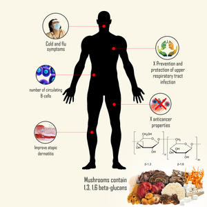 12 Paddestoel Serie 100% Zuiverheid Groen Shiitake <span class=keywords><strong>Extract</strong></span> Poeder Capsule Oem Fabricage Prijs Hoge Kwaliteit - Product Image 5