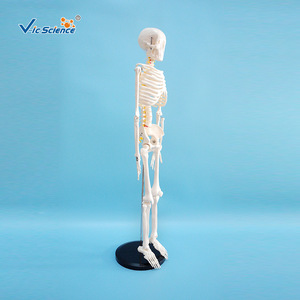 VIC-190032 Modèle squelettique de 85 cm avec nerfs et disques intervertébraux - Modèle d'enseignement médical - Product Image 2