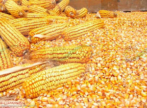 Semoir à maïs multifonctionnel de haute précision le plus populaire avec système anti-emmêlement - Product Image 4