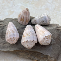 Grandes coquilles de conus ébraeus naturelles, coquillages hébreux, pour la création de bijoux DIY, colliers, boucles d'oreilles, breloques, style marin hawaïen