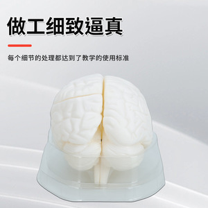 Modèle d'anatomie du cerveau : naturel, grand format, hémisphères du tronc cérébral humain détachables en 3 parties - Modèle pédagogique et de démonstration - Product Image 3