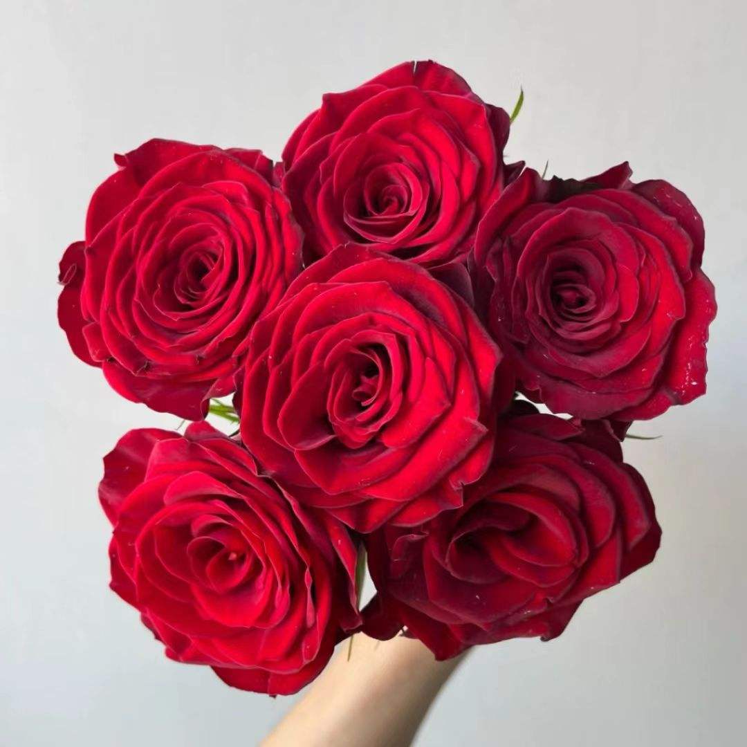 Gao yuanhong (20 palos/paquete)