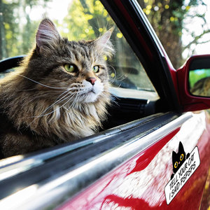 あなたの猫に「私はそう言った」と言います。面白い8×4.5インチのビニールマグネット、車のバンパー、猫愛好家のための車のステッカーです。 - Product Image 6