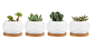 Macetas <span class=keywords><strong>de</strong></span> cerámica <span class=keywords><strong>de</strong></span> tamaño Mini con bandeja <span class=keywords><strong>de</strong></span> bambú, maceta blanca brillante para macetas <span class=keywords><strong>de</strong></span> <span class=keywords><strong>Cactus</strong></span> <span class=keywords><strong>suculentas</strong></span> con agujero, superventas - Product Image 3