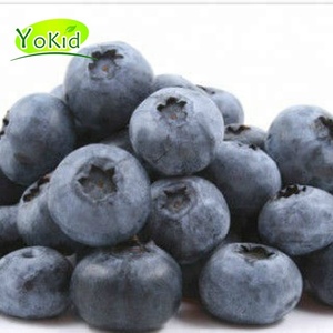 BRC HACCP Distribuer en gros des bleuets frais IQF surgelés en vrac - Product Image 6