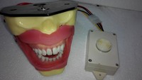 Modèle d'entraînement à l'extraction dentaire de type buzzer pour la pratique de l'anesthésie en enseignement dentaire