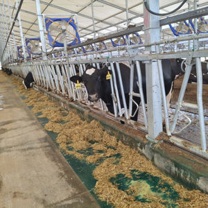 Granja vaca casa acero tubería oveja cabra vaca cabeza bloqueo caliente galvanizado ganado alimentador Fácil instalación - Product Image 1